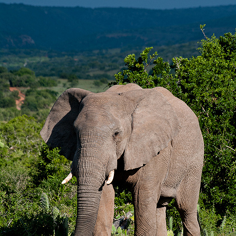 Big 5 Conservation South Africa