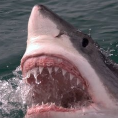 Great White Shark Conservation Project
