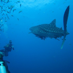 Whale Shark Conservation Project