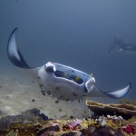 Gili Freediving Programme Indonesia (2)